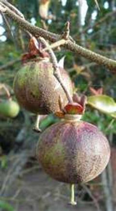 درخت تخم مرغ نیمرو 